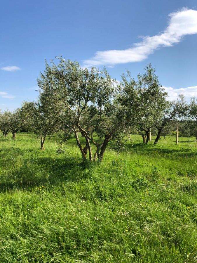 Olive Tree Apartments Умаг Екстер'єр фото